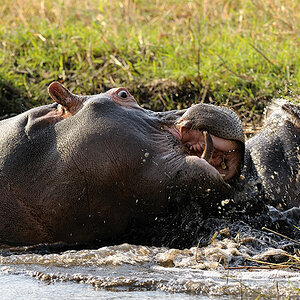 Botswana Chobe September 09
