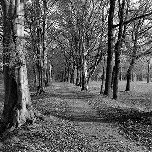 Neg2009 1782