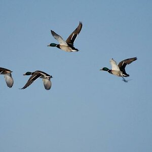 Wildenten