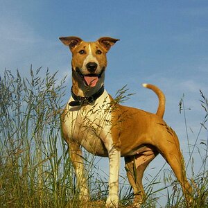 Mein Hund