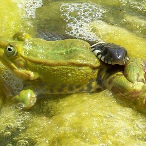 Ringelnatter beim Fressen