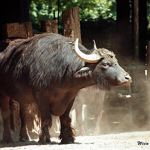 1960000  Büffel WienZoo 900