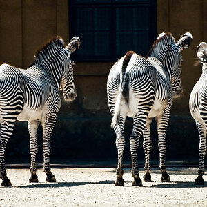 1960000 Zebras WienZoo 900