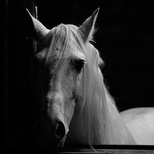 Lusitano