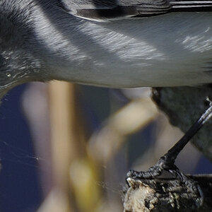 DSC2860 100% NF F
Everglades
200-400+TC-17E II, Offenblende
100% Crop