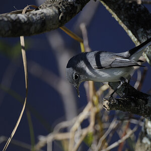 DSC2860 NF F
Everglades
200-400+TC-17E II, Offenblende