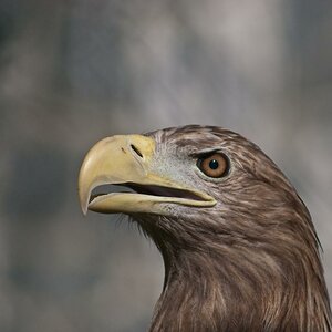 Adler 1