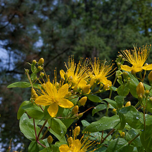 Blume Gelb 24