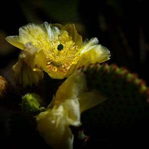 Kaktusblüte 6