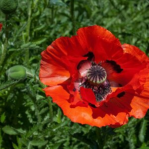 Mohnblume 1