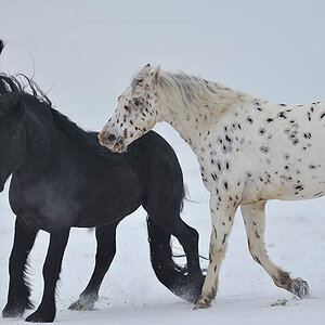 Winterromanze