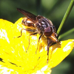 2. Fliegenart?