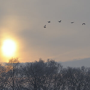 DSC5853 nff