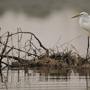 Florida, Estero Lagoon, 2009