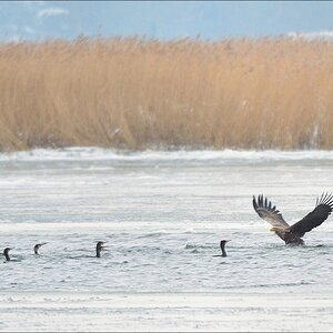 acomp usedom 0412