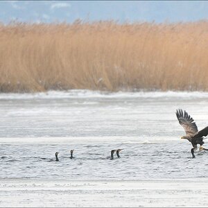 acomp usedom 0416