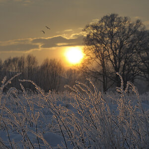 DSC5893 nff