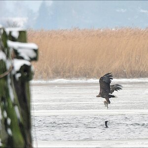acomp usedom 0427