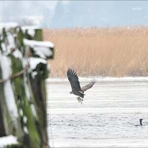 acomp usedom 0428