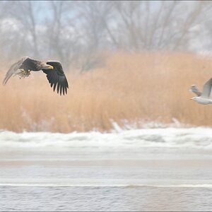 acomp usedom 0436