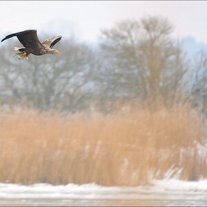 acomp usedom 0441