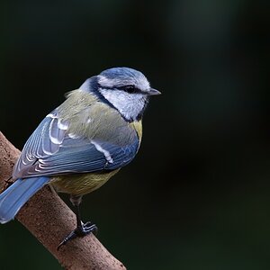 Blaumeise