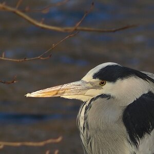 Graureiher Portrait