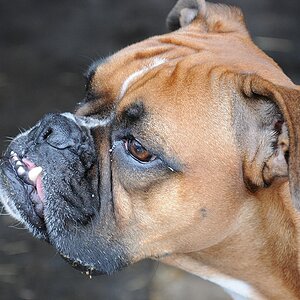 Maggy