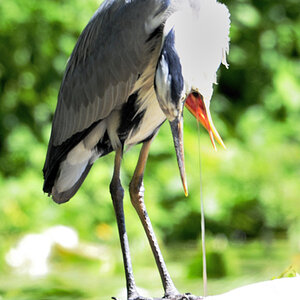 reiher