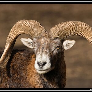 Mufflon