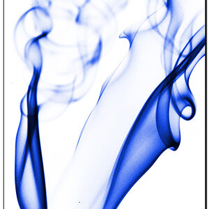 tora azureus