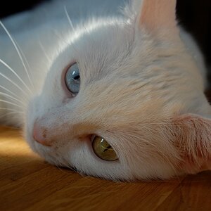 Leni