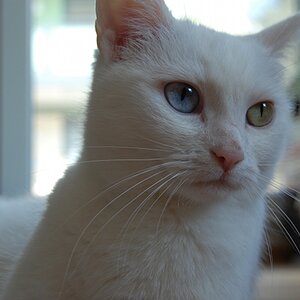 Leni