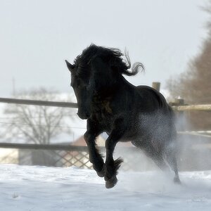 testpferd