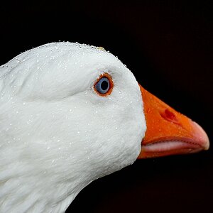 Gans