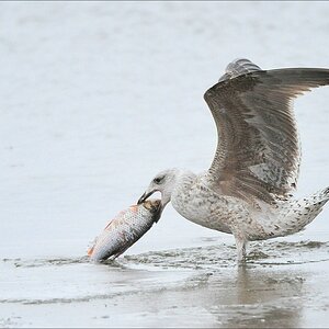 acomp usedom 0139