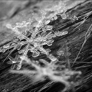 Schneekristalle 2010 01 07 D2X 4753 1d sw
