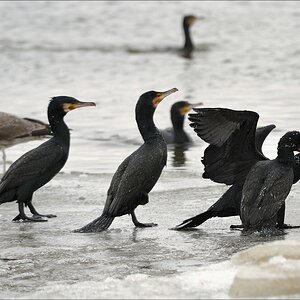 acomp usedom 0850