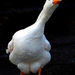Leider nicht scharf und auch der Focus liegt nicht da, wo er hingehört ... trotzdem mag ich diese Gans :-)