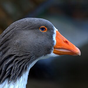 Und eine grau-weisse Gans