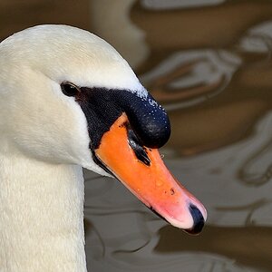 Schwan