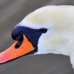Noch ein Schwan