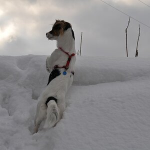 Eindeutig, sie hat was entdeckt hinter der etwa 2 Meter hohen Schneewehe :-)