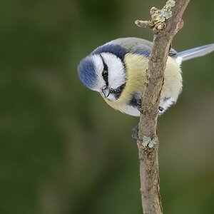 Blaumeise