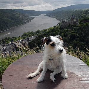 Bacharach
