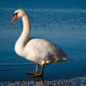 Schwan