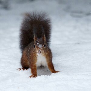 Martins Eichhörnchen