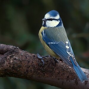 Blaumeise