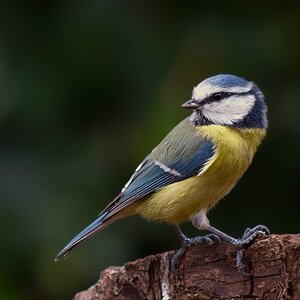 Blaumeise