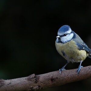 Blaumeise